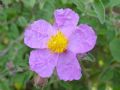 Cistus creticus subsp. eriocephalus